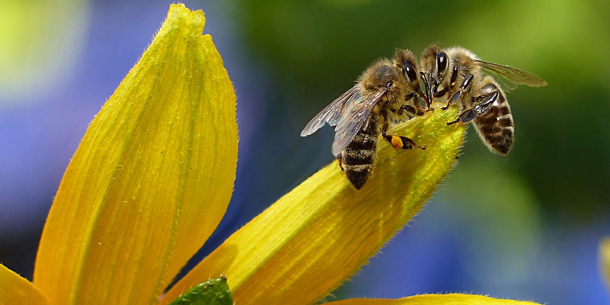 lebah madu propolis